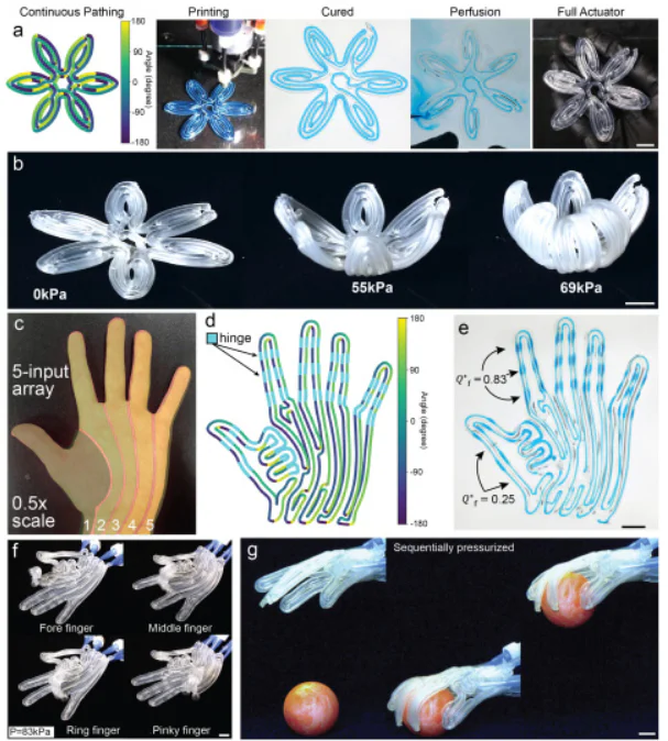 Harvard 3D-Prints Soft Robots That Move on Command 2 Image-based print-path planning for generating complex soft robotic matter
